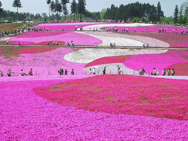 花卉